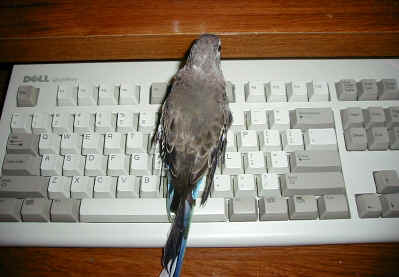 ShannKeyboard.jpg (115157 bytes)