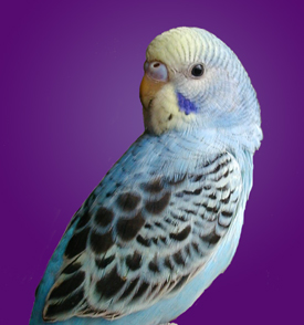 Skyye2002.jpg (48646 bytes)