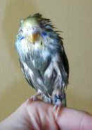 SkyyeBath2mo.jpg (32510 bytes)