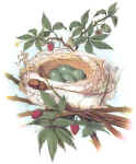 bird_nest_catbird_small.jpg (3640 bytes)