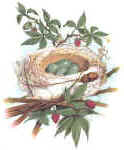 bird_nest_catbird_small_flip.jpg (3399 bytes)
