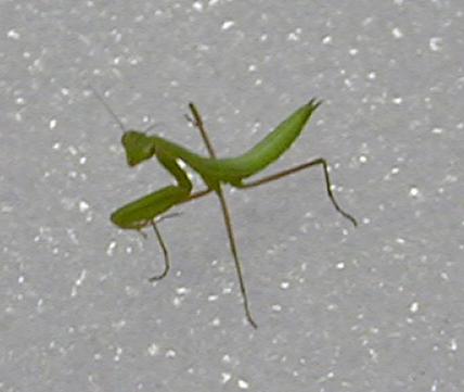 clmantis.jpg (20832 bytes)