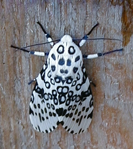 clmoth.jpg (182832 bytes)