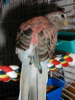 fantaszy2mo.jpg (110876 bytes)