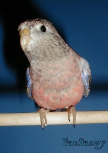 fantaszy4mo.jpg (53904 bytes)