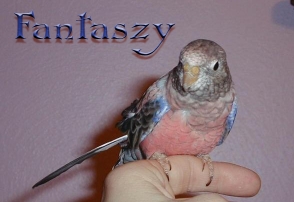 fantaszy6mo.jpg (46324 bytes)