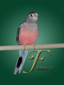 fantaszy7mocopy.jpg (42536 bytes)
