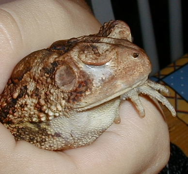 frog1.jpg (130872 bytes)