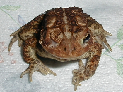 frog2.jpg (130192 bytes)