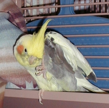 kyle10yrs.jpg (106456 bytes)
