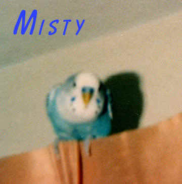 misty01.JPG (137099 bytes)