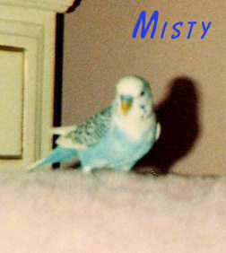 misty03.JPG (48944 bytes)