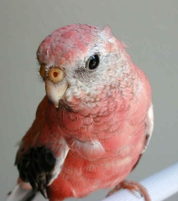 oddy4mo.jpg (252827 bytes)