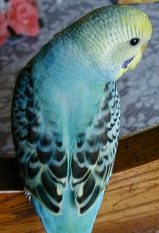 phoenix3mo.jpg (31656 bytes)