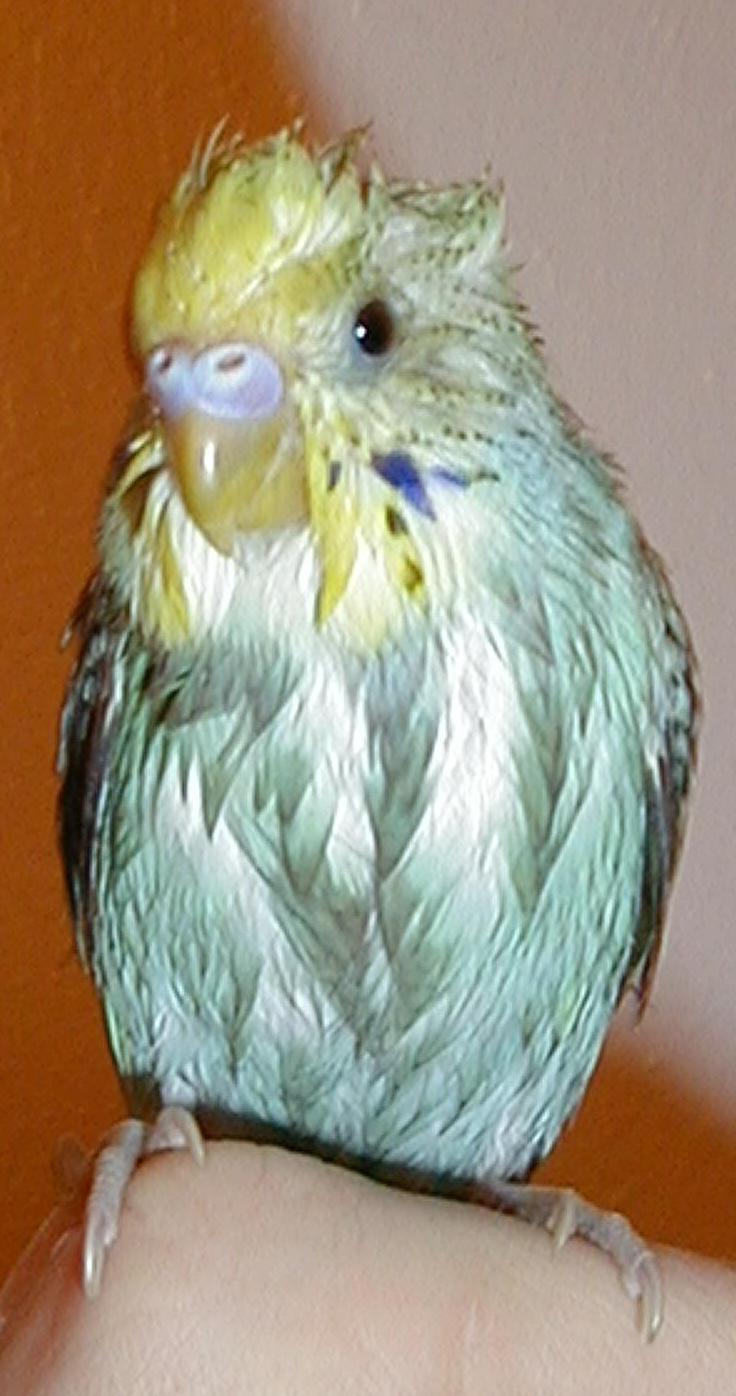 phoenix5mo.jpg (58032 bytes)