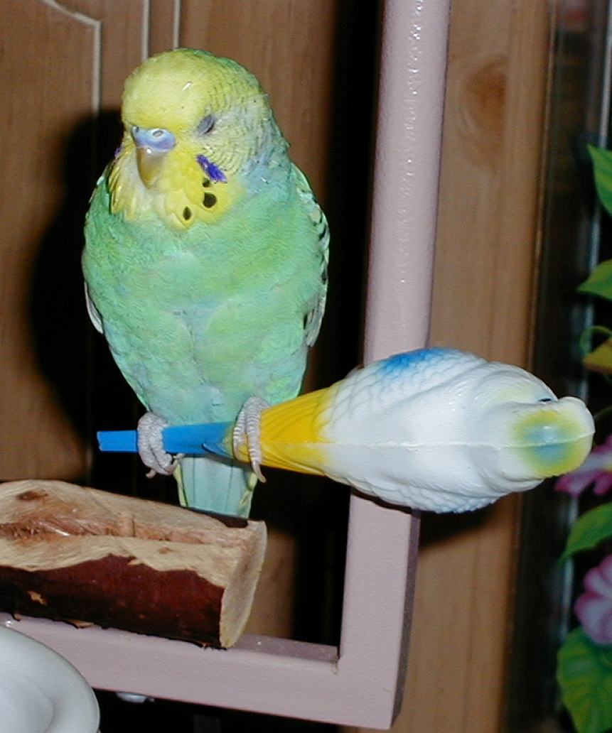 phoenix7mo.jpg (81020 bytes)