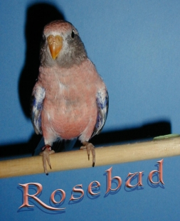 rosebud2mo.jpg (63712 bytes)