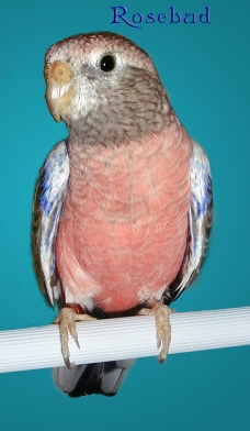 rosebud2yrs.jpg (69712 bytes)