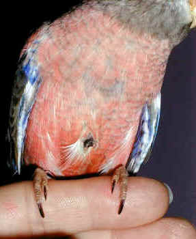 rosebudtumor.jpg (133011 bytes)