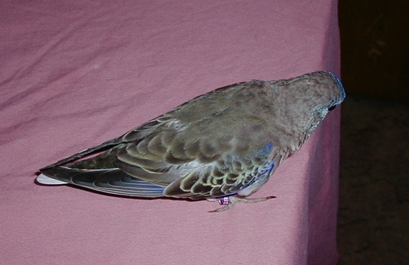 shannotail.jpg (168896 bytes)