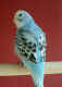 skyye.4mo.jpg (71552 bytes)