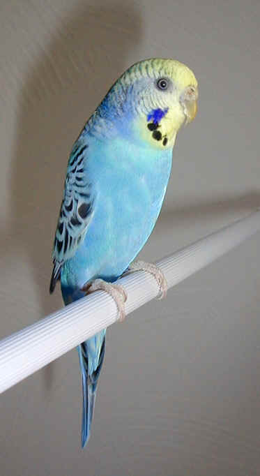 skyye1yr.jpg (211586 bytes)