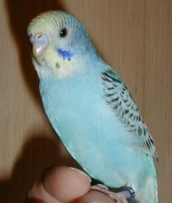 skyyedayone.jpg (56768 bytes)
