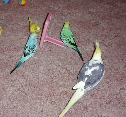 zbirds.jpg (70132 bytes)