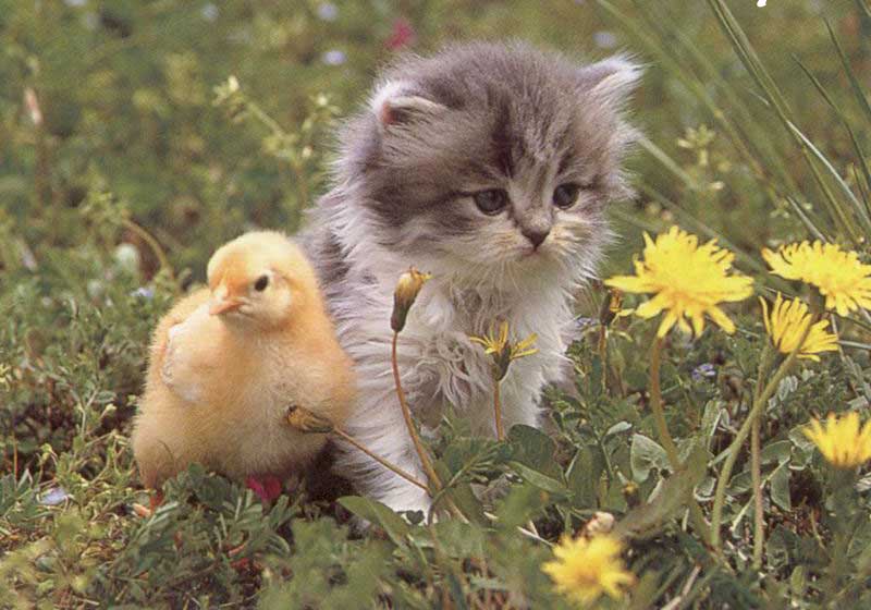 Cat and chick