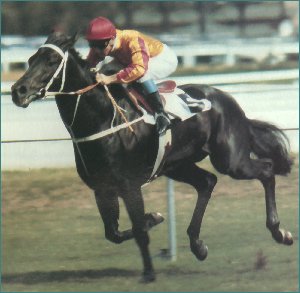 Kingston Town at Randwick
