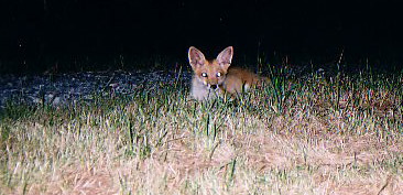 Chloe the EVIL! Fox