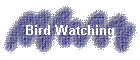 Bird Watching