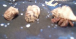 Crab
