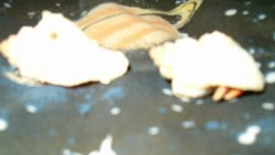 Crab
