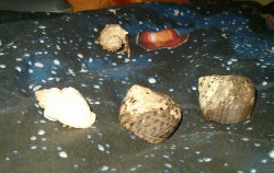 Crab