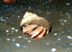 Crab