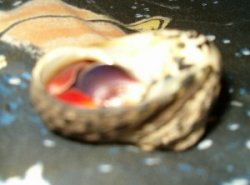 Crab