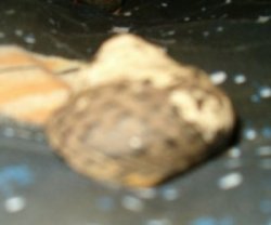 Crab