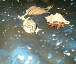 Crab