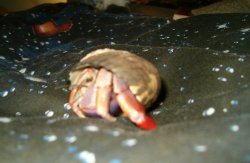 Crab