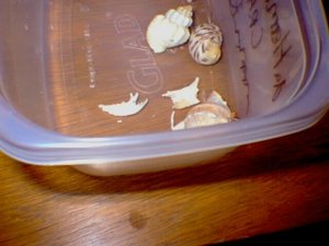 Crabs
