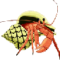 Hermit Crab