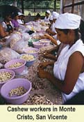 Cashew workers in Monte Cristo, San Vicente