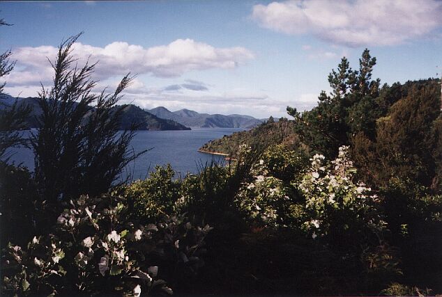 nz11.jpg (62607 bytes)