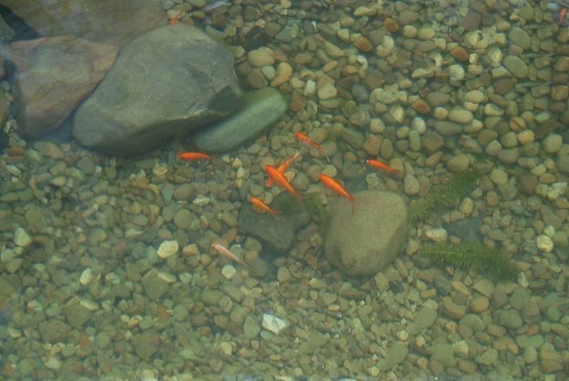 Four feet deep, very clear.