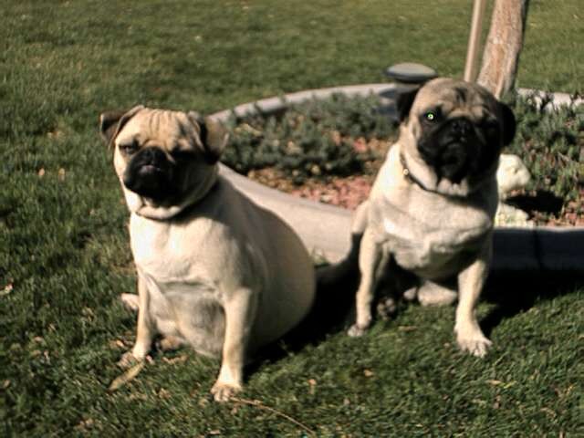 Maggie And Magoo