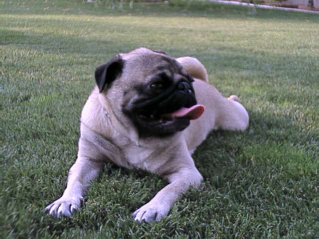 Magoo In the Grass