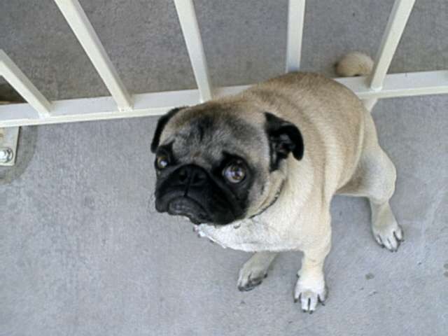 Magoo Looking Helpless
