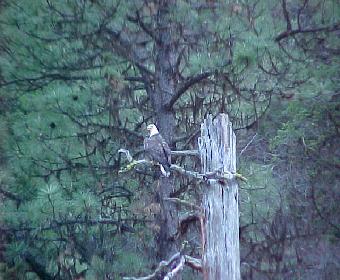 Bald Eagle On the South Fork