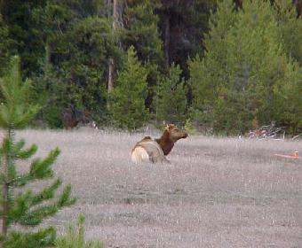 Elk Cow On The South Fork